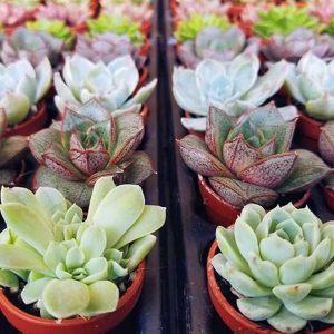 1-inch Fairy Pot Succulent Mix