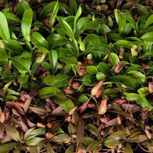 Tropical Nepenthes Mix