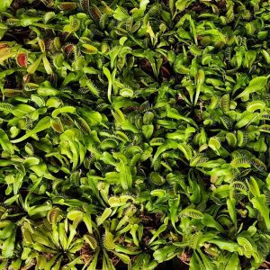 2-inch Venus Flytrap – Green Regular