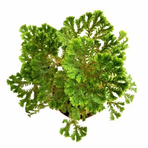 2-inch Avatar Moss