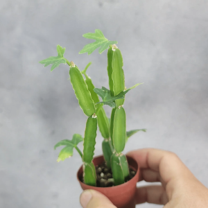 2-inch Cissus Quadrangularis