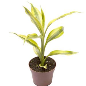 2-inch Dracaena Sanderiana