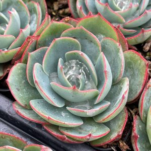 2-inch Echeveria Amistar