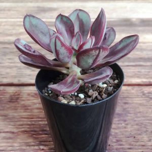2-inch Echeveria Benitukasa