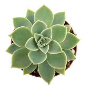 2-inch Echeveria Blue Atol