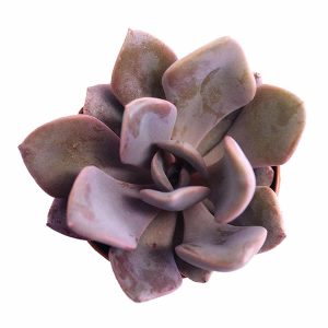 2-inch Echeveria Debbie