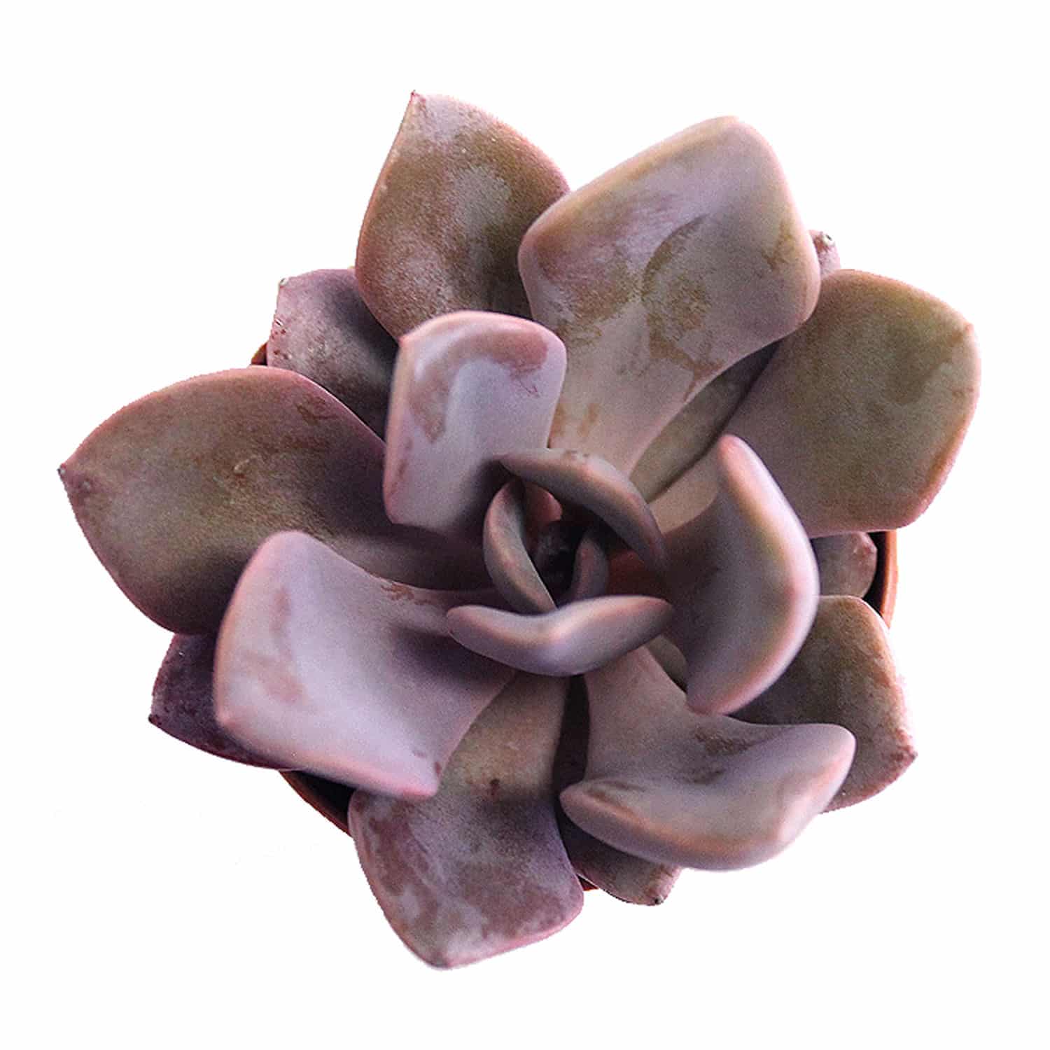 2-inch Echeveria Debbie