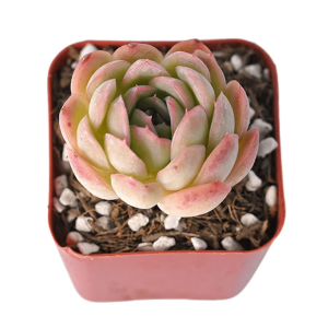 2-inch Echeveria Morning Dew
