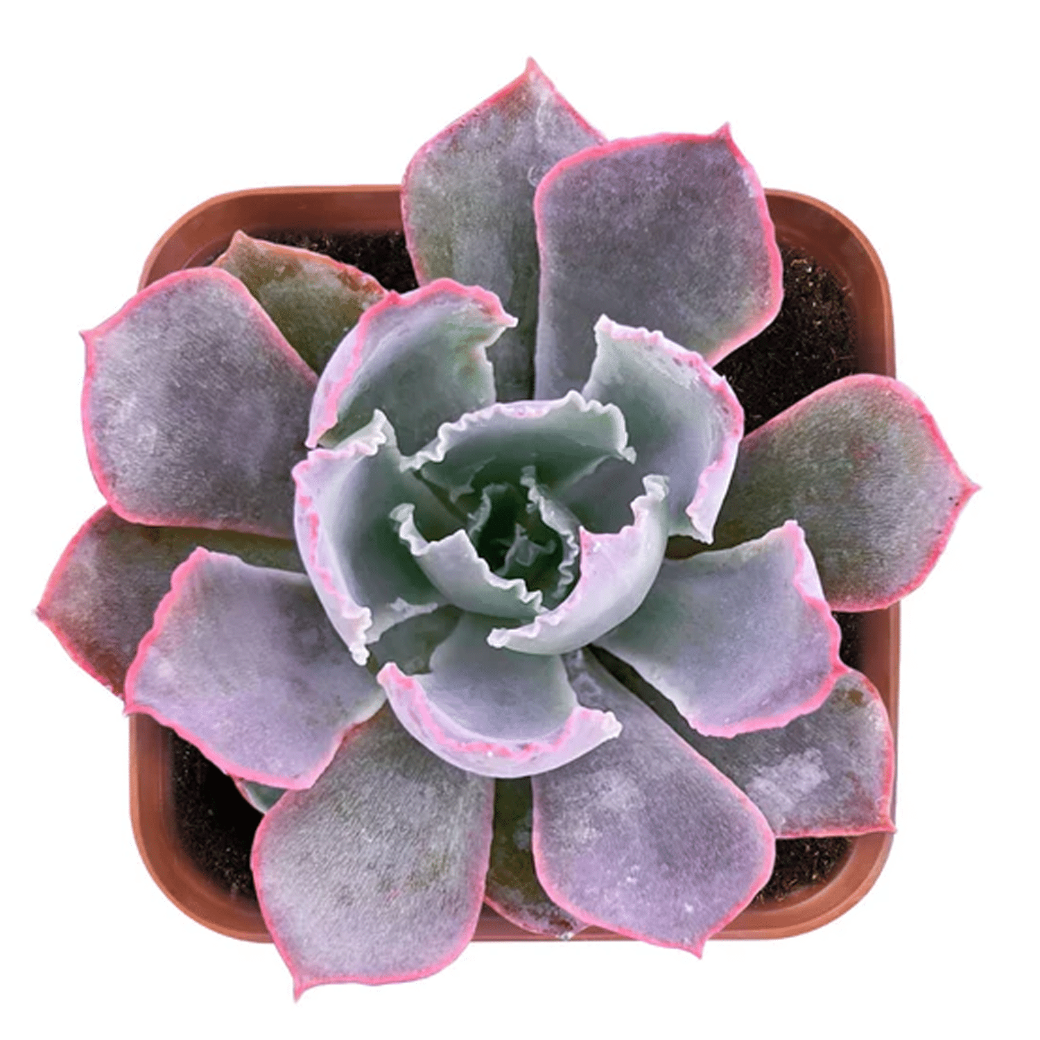 2-inch Echeveria Neon Breaker’s