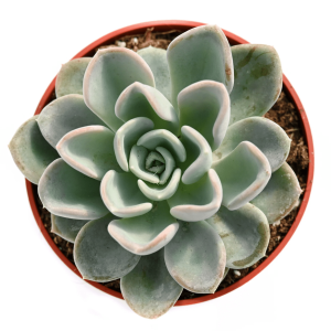 2-inch Echeveria Orpet