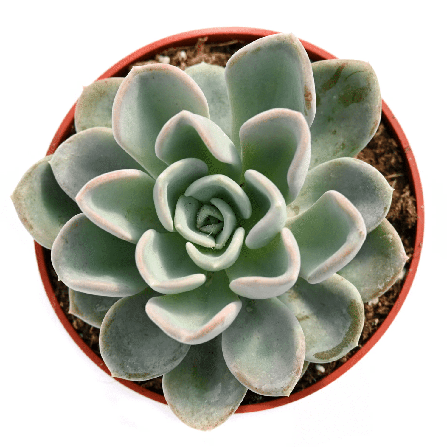 2-inch Echeveria Orpet