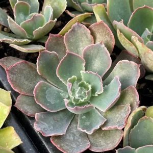 2-inch Echeveria Purple Dance