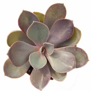 2-inch Echeveria Purple Pearl