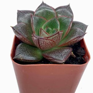 1-inch Echeveria Purpureum
