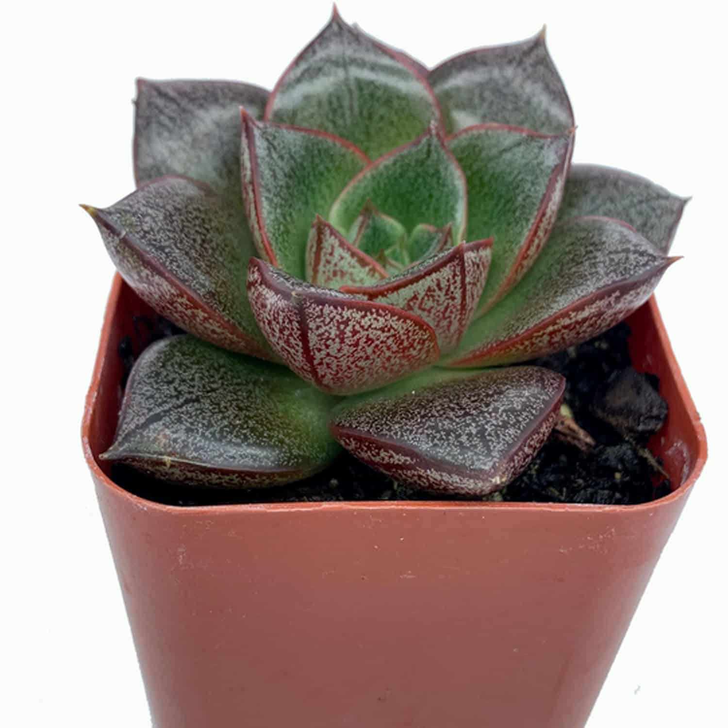 1-inch Echeveria Purpureum
