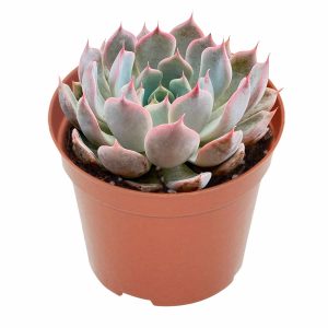 2-inch Echeveria Texensis