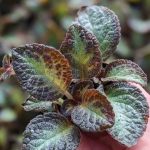 2-inch String of Hearts Woody Green Love