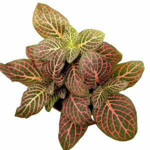 2-inch Fittonia Albivenis Pink Hybrid