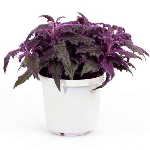 2-inch Gynura Aurantica Purple Passion
