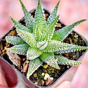 2-inch Haworthia Capetown