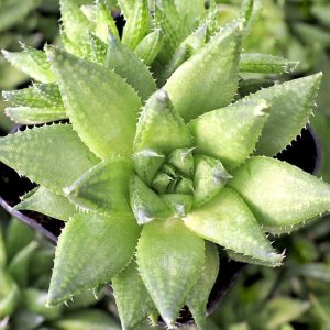 2-inch Haworthia Reticulata