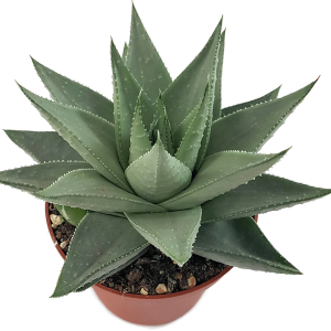 2-inch Haworthia Savana