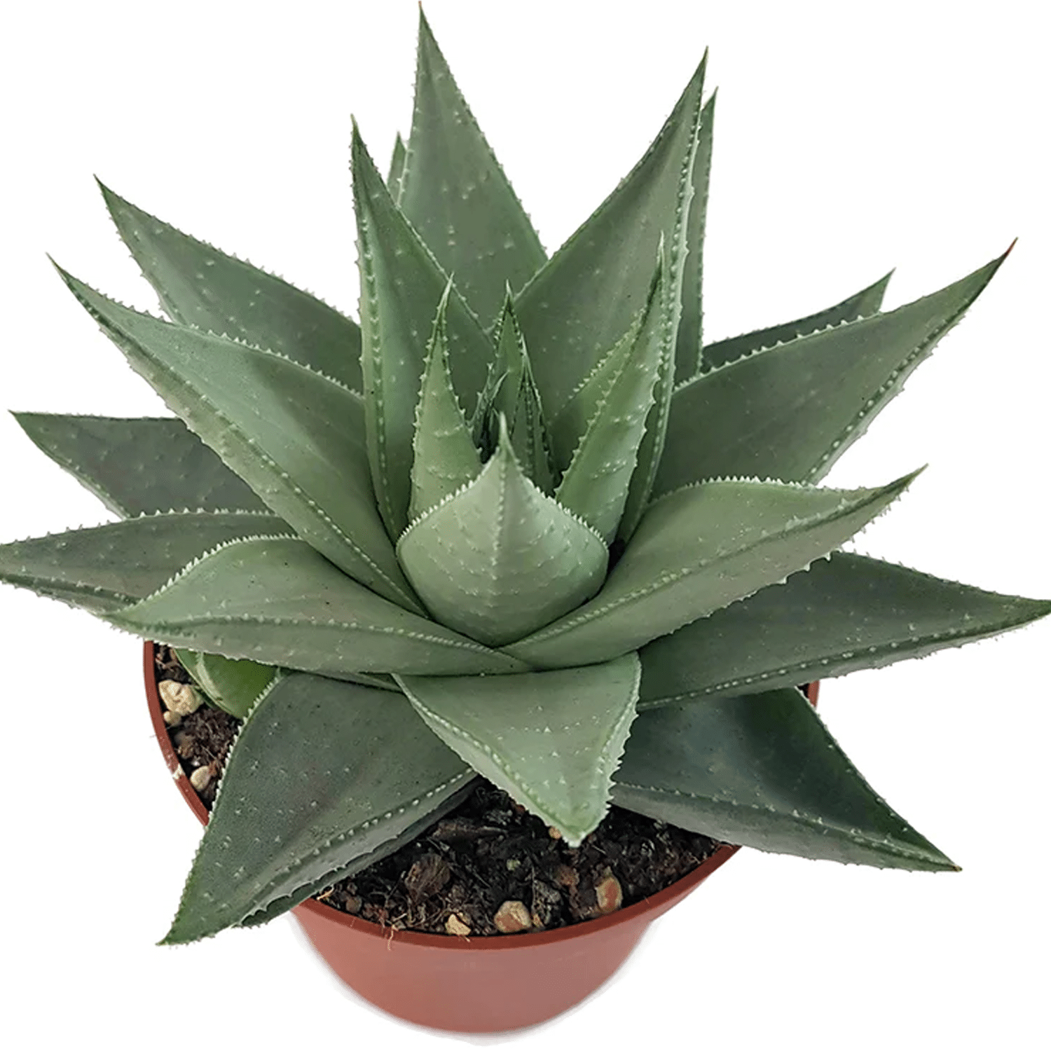 2-inch Haworthia Savana