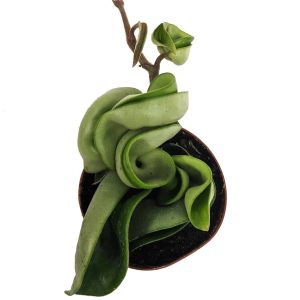 2-inch Hoya Rope Compacta