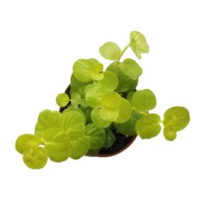 2-inch Lysimachia