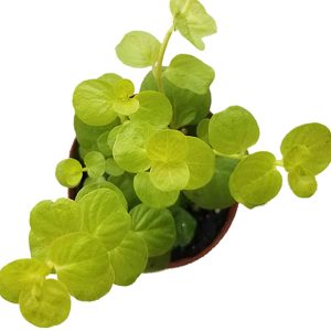 2-inch Lysimachia Golden Sunset