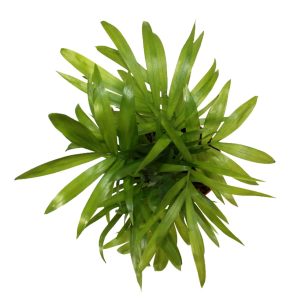 2-inch Neanthebella palm