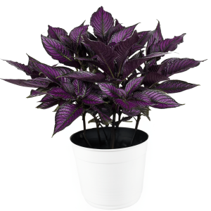 2-inch Royal Purple Plant
