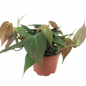 2-inch Philodendron Micans