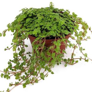 2-inch Pilea Tiny tears