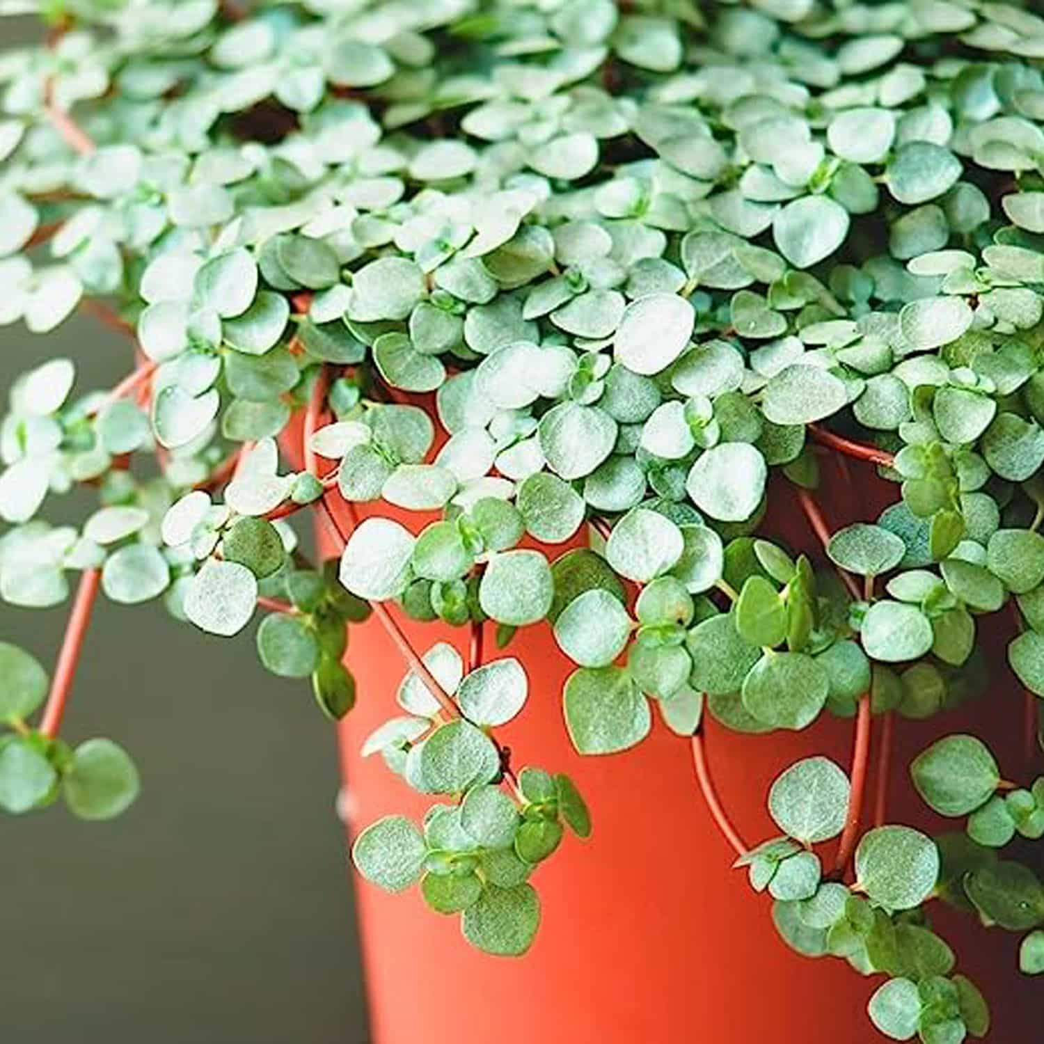 2-inch Pilea aquamarine