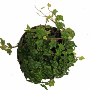 2-inch String of Frogs Oak Leaf