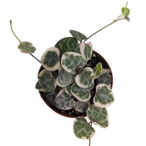2-inch String of Turtles Peperomia Postrata