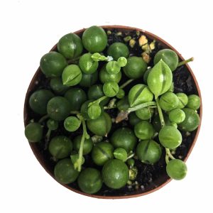 2-inch String of pearls Green