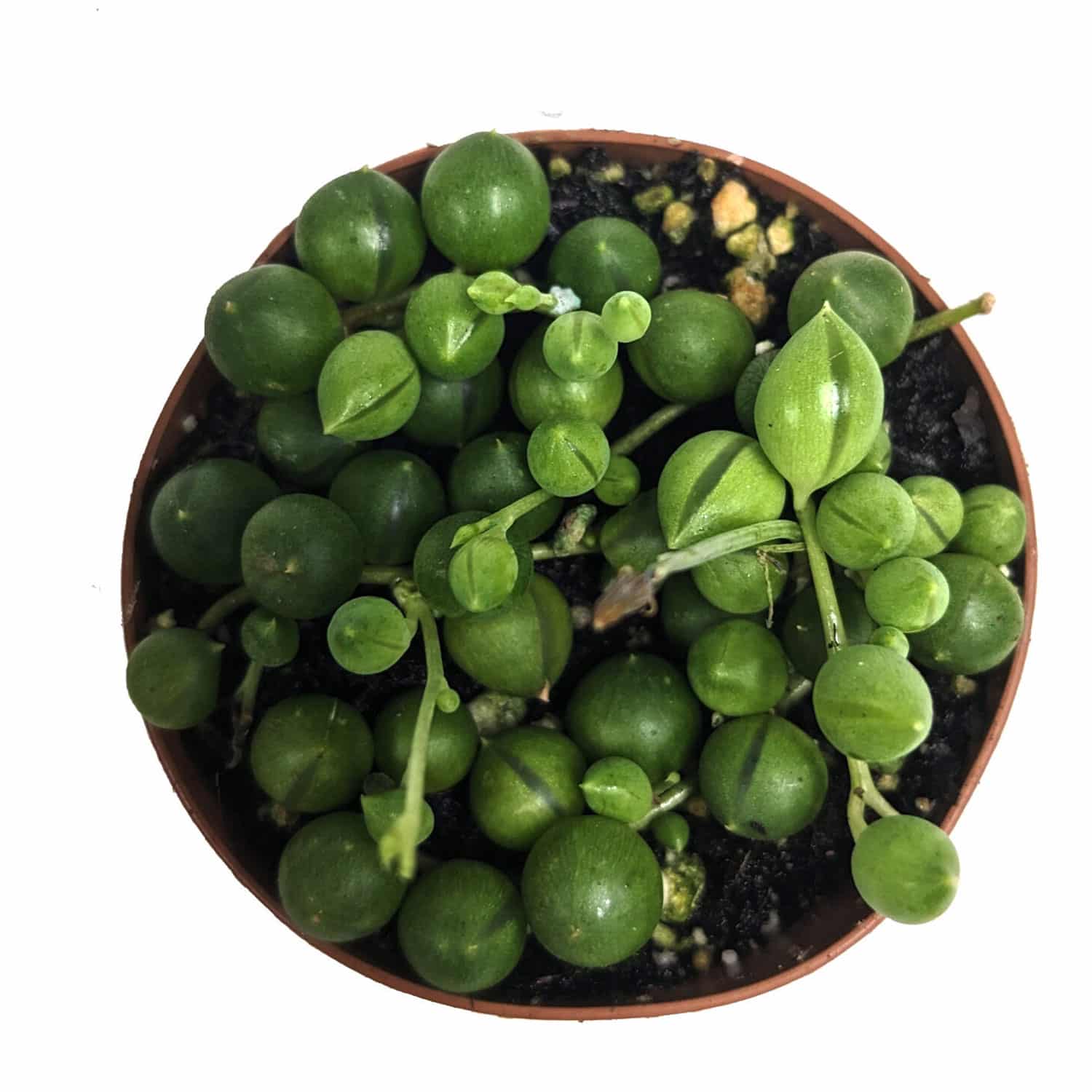 2-inch String of pearls Green