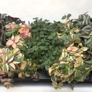 2-inch Tradescantia Mix