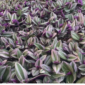 2-inch Tradescantia Nanouk patented