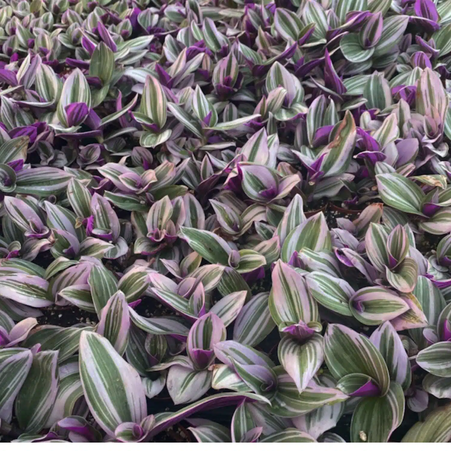 2-inch Tradescantia Nanouk patented