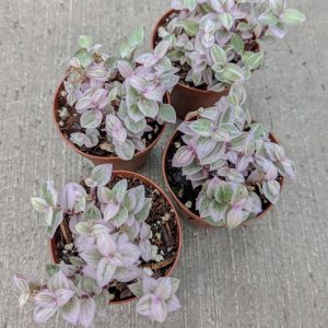 2-inch Tradescantia Pink Panther