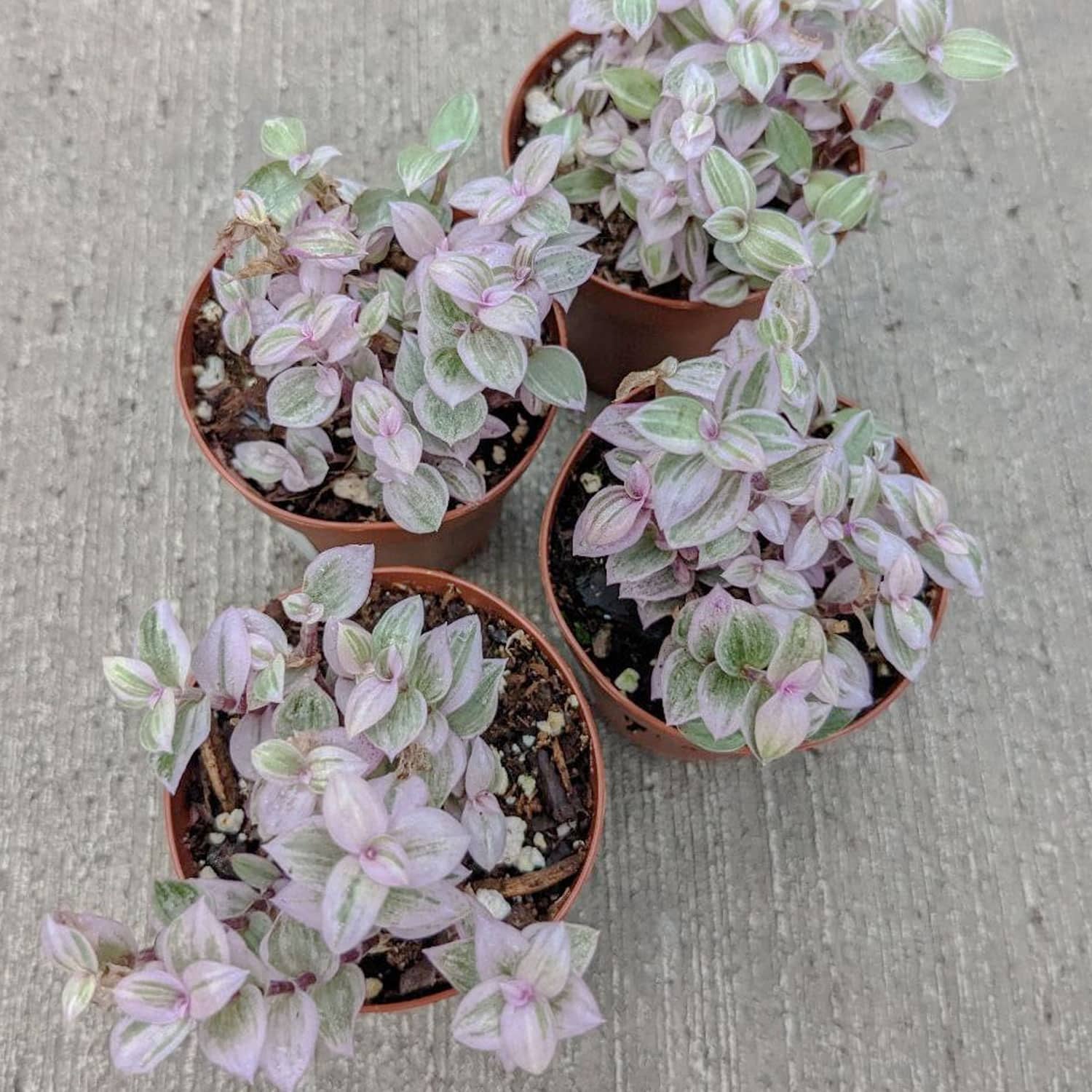 2-inch Tradescantia Pink Panther