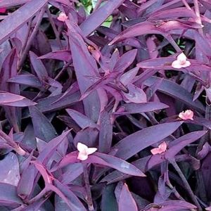 2-inch Tradescantia Wandering Jew Burgundy