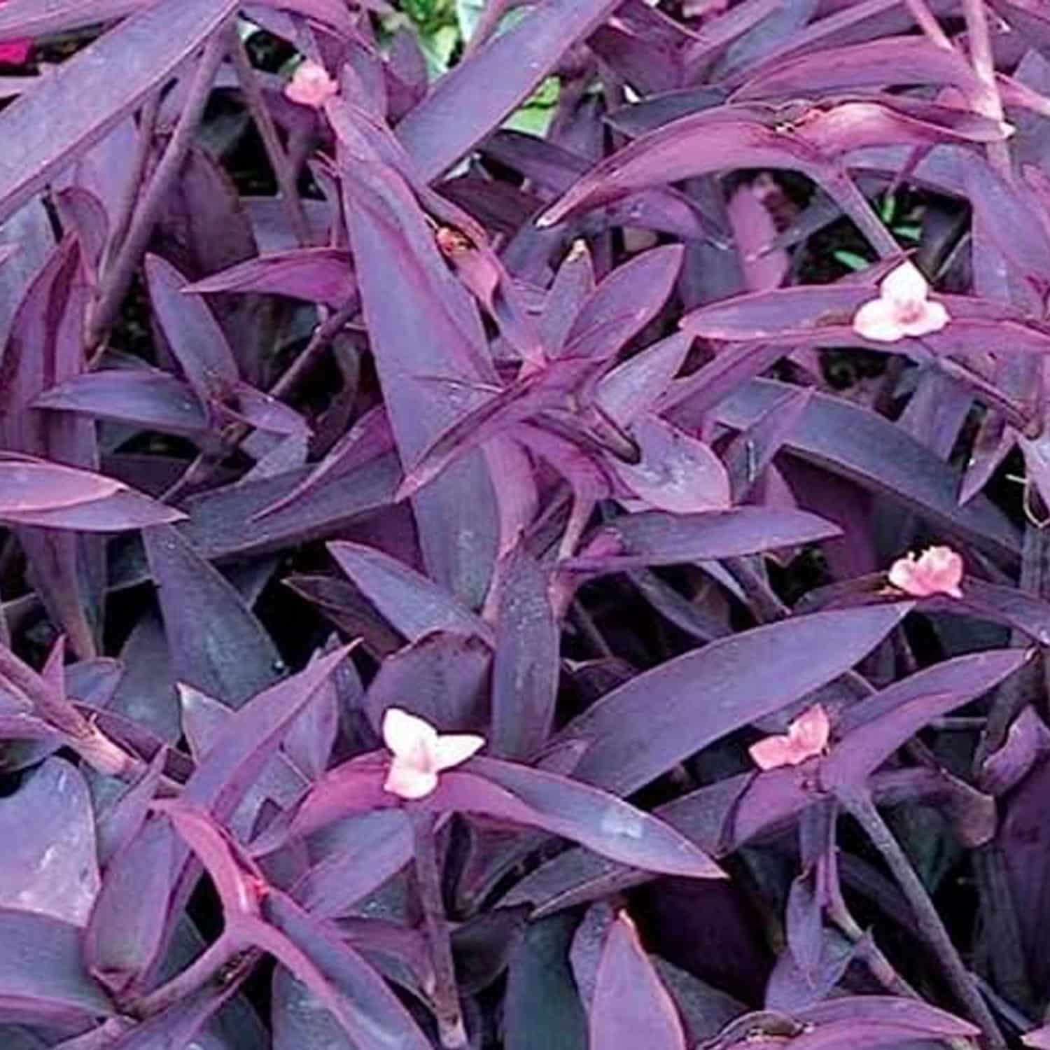 2-inch Tradescantia Wandering Jew Burgundy