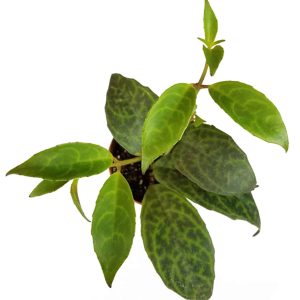 2-inch Zebra Basket Vine