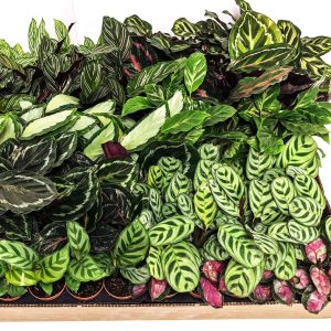 Calathea Plant Mix