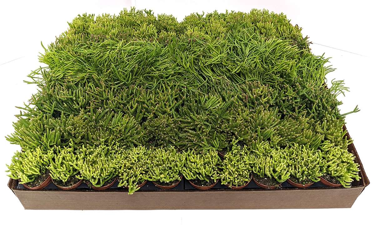 Rhipsalis Mix