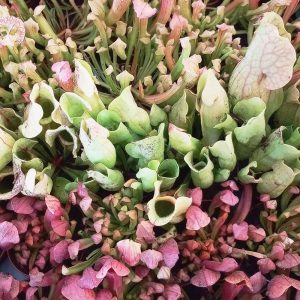 2-inch Sarracenia Mix